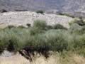 creta2003_08.jpg (149kb)