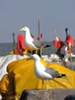 Marocco_06_Essaouira_Port_103.jpg (49kb)