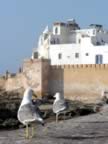 Marocco_06_Essaouira_Port_114.jpg (55kb)