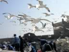 Marocco_06_Essaouira_Port_117.jpg (90kb)