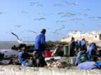 Marocco_06_Essaouira_Port_119.jpg (111kb)