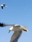 Marocco_06_Essaouira_Port_122.jpg (14kb)