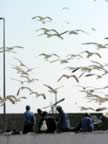 Marocco_06_Essaouira_Port_128.jpg (45kb)