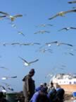 Marocco_06_Essaouira_Port_130.jpg (41kb)