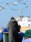 Marocco_06_Essaouira_Port_135.jpg (40kb)