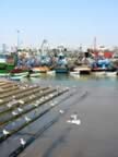 Marocco_06_Essaouira_Port_154.jpg (65kb)