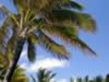 Mauritius04_nature_0029.jpg (97kb)
