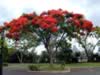 Mauritius04_nature_0082.jpg (98kb)