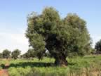 Puglia05_SSDomenico_125.jpg (63kb)