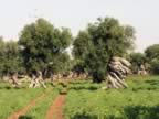 Puglia05_SSDomenico_126.jpg (71kb)