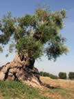 Puglia05_SSDomenico_129.jpg (79kb)