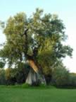 Puglia05_SSDomenico_130.jpg (72kb)