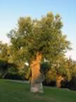 Puglia05_SSDomenico_131.jpg (68kb)