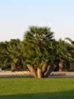 Puglia05_SSDomenico_132.jpg (53kb)