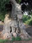 Puglia05_SSDomenico_134.jpg (77kb)
