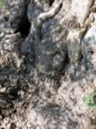Puglia05_SSDomenico_137.jpg (87kb)
