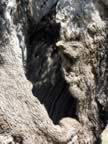 Puglia05_SSDomenico_138.jpg (86kb)