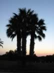 Puglia05_SSDomenico_147.jpg (32kb)
