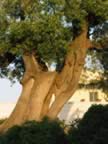 Puglia05_SSDomenico_88.jpg (81kb)