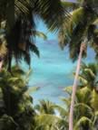 seichelles_freg_gallb_083.jpg (102kb)