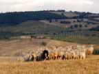 Toscana_mix_12.jpg (75kb)