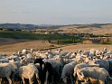 valdorcia_31