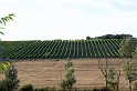 valdorcia_47